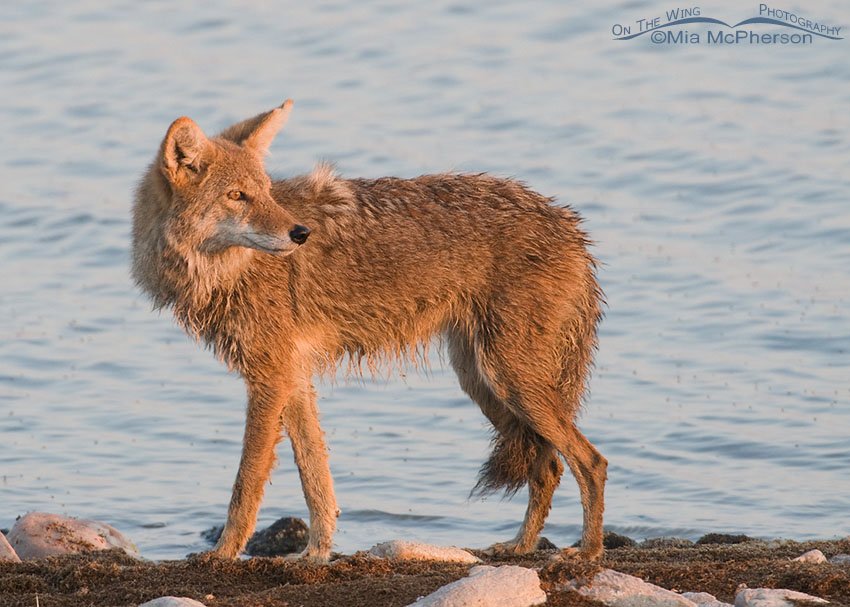 Wet Coyote in golden morning light, Antelope Island State Park, Davis County, Utah
