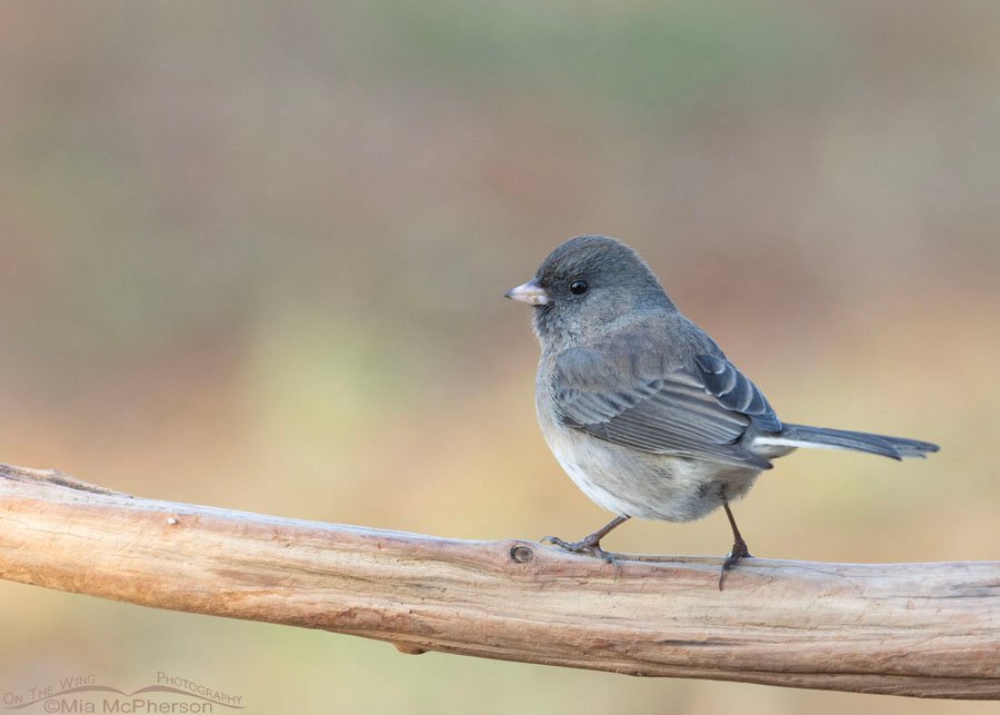 Female Slate-colored Dark-eyed Junco, Sebastian County, Arkansas