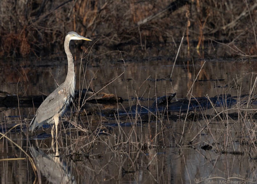 Great Blue Heron and turtle on Christmas Day at Sequoyah National Wildlife Refuge, Oklahoma