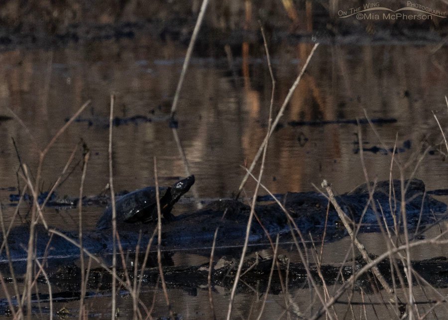 Turtle at Miner's Cove on Christmas Day at Sequoyah National Wildlife Refuge in Oklahoma
