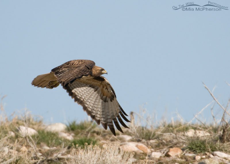 Red-tailed Hawk flying above the ridge, West Desert, Tooele County, Utah