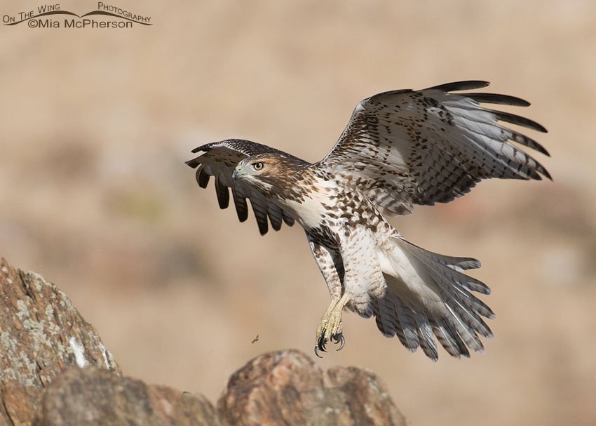 Juvie Red-tailed in landing pose, Antelope Island State Park, Davis County, Utah