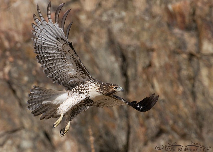 Red-tailed juvenile flying past a dark rock face, Antelope Island State Park, Davis County, Utah