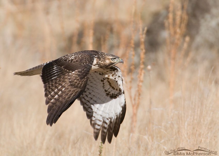 Red-tailed juvie flying past, Antelope Island State Park, Davis County, Utah
