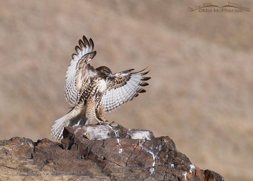 Red-tailed juvenile landing on a rock outcropping, Antelope Island State Park, Davis County, Utah
