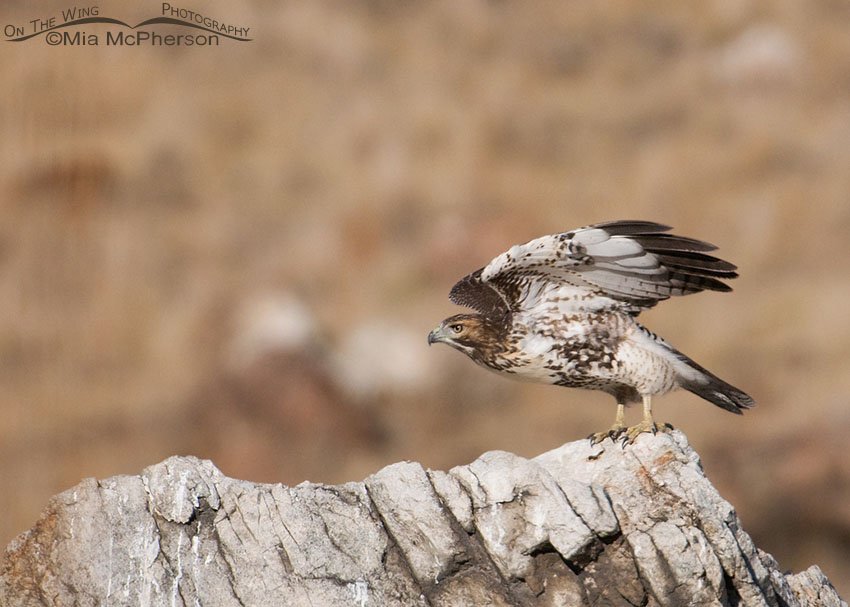 Red-tailed Hawk juvenile at the moment of lift off, Antelope Island State Park, Davis County, Utah