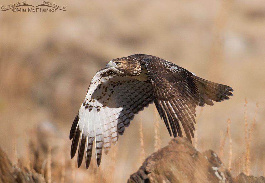 Red-tailed Hawk juvenile flying between rock faces, Antelope Island State Park, Davis County, Utah