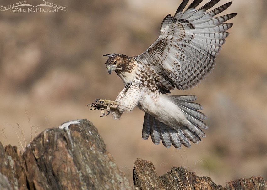 Juvenile Red-tailed Hawk about to land, Antelope Island State Park, Davis County, Utah