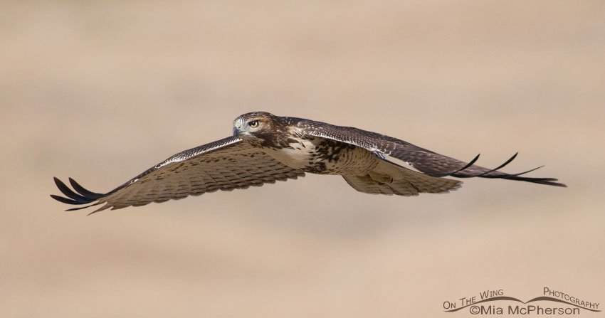 Juvenile Red-tailed gliding by, Antelope Island State Park, Davis County, Utah