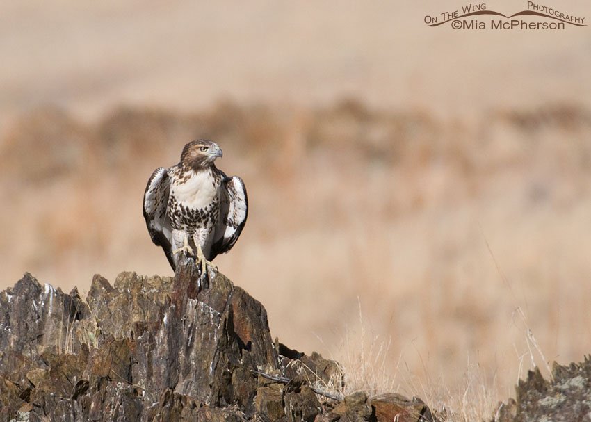 Juvenile Red-tailed Hawk getting ready to lift off, Antelope Island State Park, Davis County, Utah