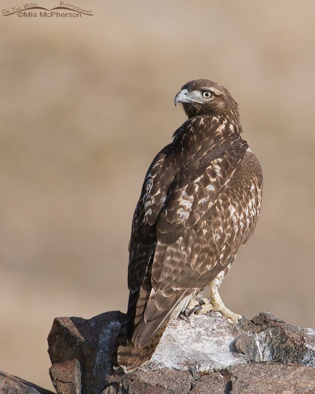 Portrait of a young Red-tailed Hawk near Frary Peak trailhead, Antelope Island State Park, Davis County, Utah