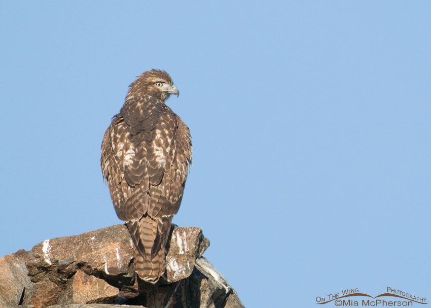 Red-tailed Hawk juvenile high up on the rocks, Antelope Island State Park, Davis County, Utah