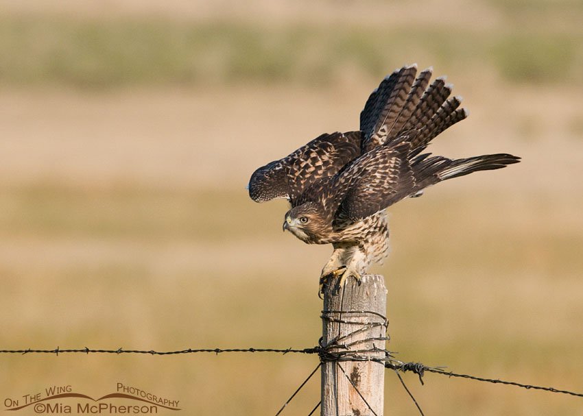 Juvenile Red-tailed Hawk regaining its balance, Centennial Valley, Beaverhead County, Montana