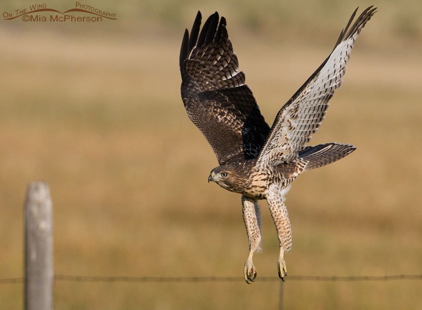 Juvie Red-tailed Hawk right after lift off, Centennial Valley, Beaverhead County, Montana
