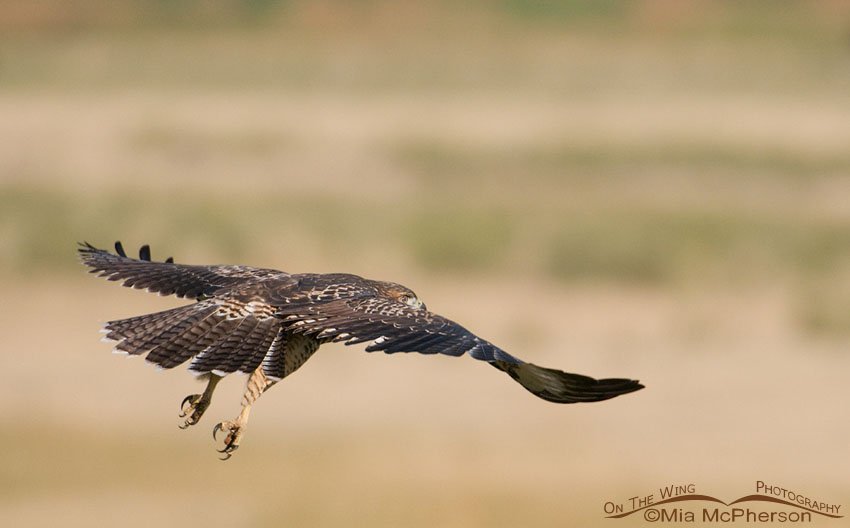 Gliding juvenile Red-tailed Hawk, Centennial Valley, Beaverhead County, Montana
