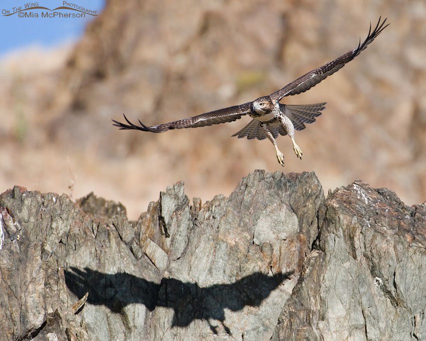 Red-tailed Hawk juvenile and its shadow, Antelope Island State Park, Davis County, Utah