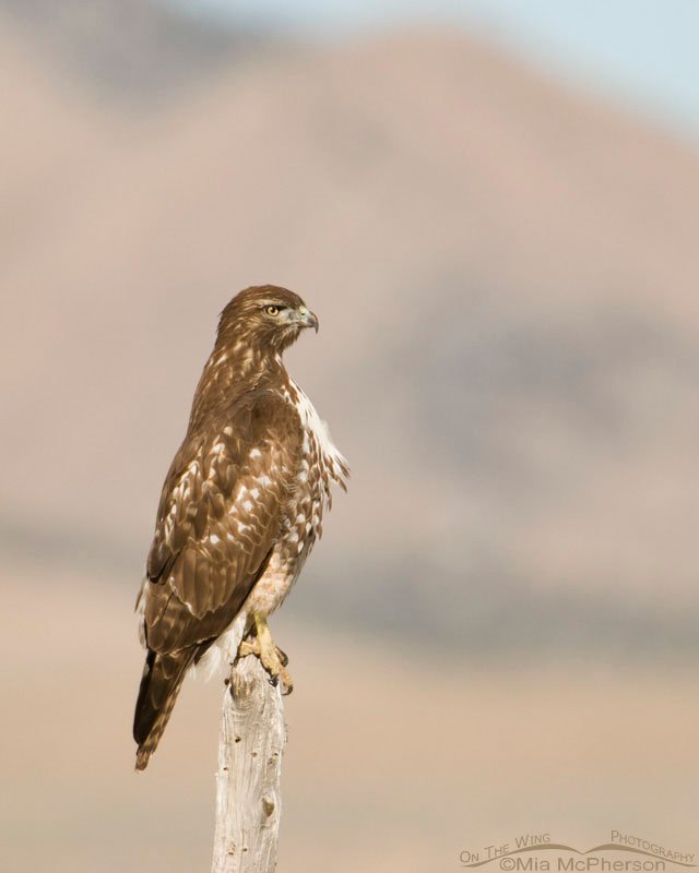 Young Red-tailed perched on an old fencepost, West Desert, Tooele County, Utah