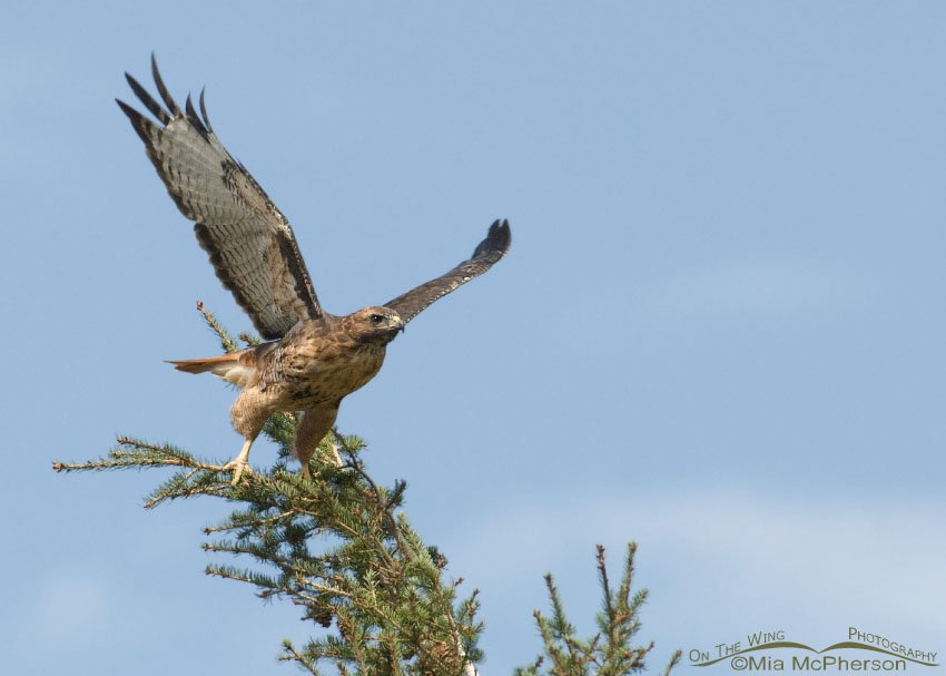 Red-tailed Hawk lifting off, just above Wade Lake, Madison County, Montana