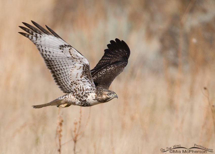Juvie Red-tailed flying towards a rocky perch, Antelope Island State Park, Davis County, Utah