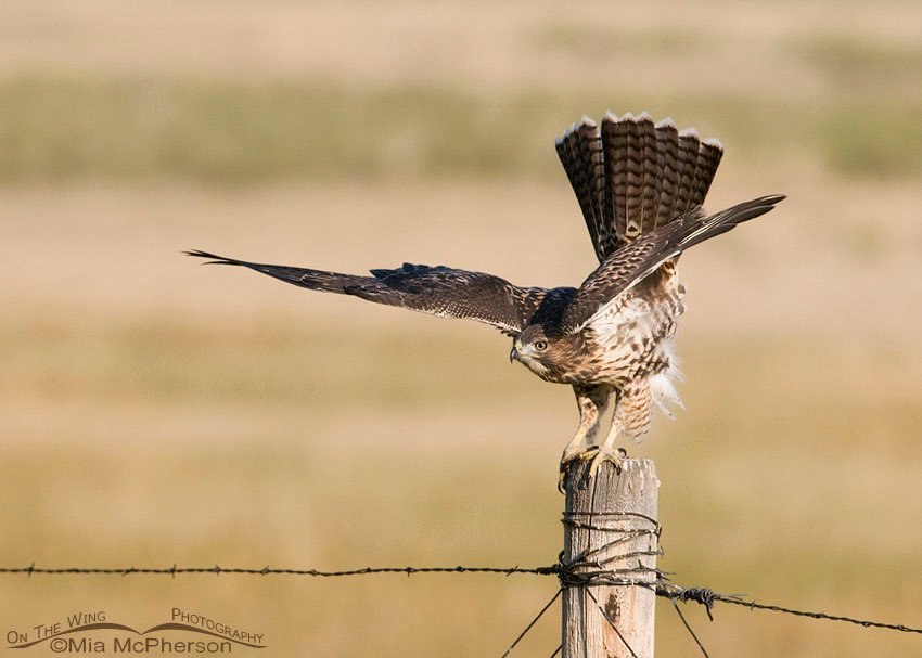 Immature Red-tailed Hawk pointing which way Mia went, Centennial Valley, Beaverhead County, Montana