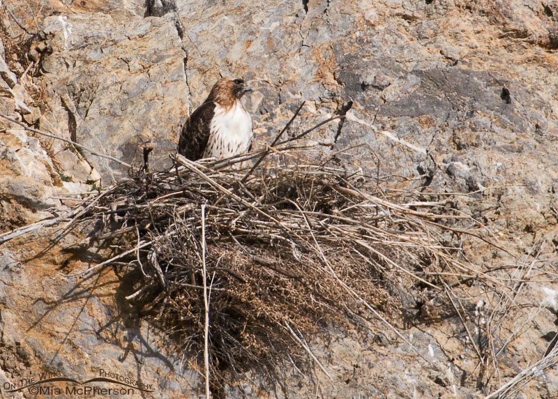 Red-tailed Hawk on the nest in Box Elder County, Utah