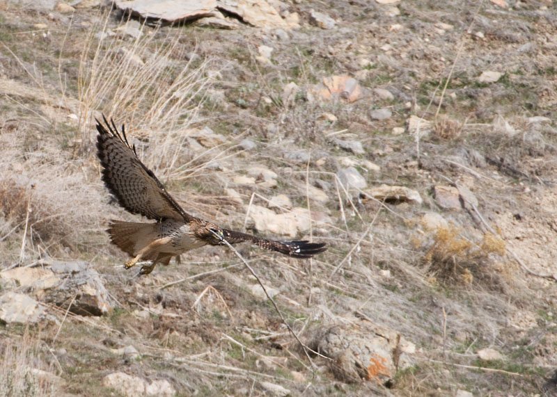 Red-tailed Hawk carrying the nesting material, Box Elder County, Utah
