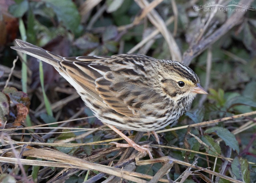 Low light Savannah Sparrow, Sequoyah National Wildlife Refuge, Oklahoma