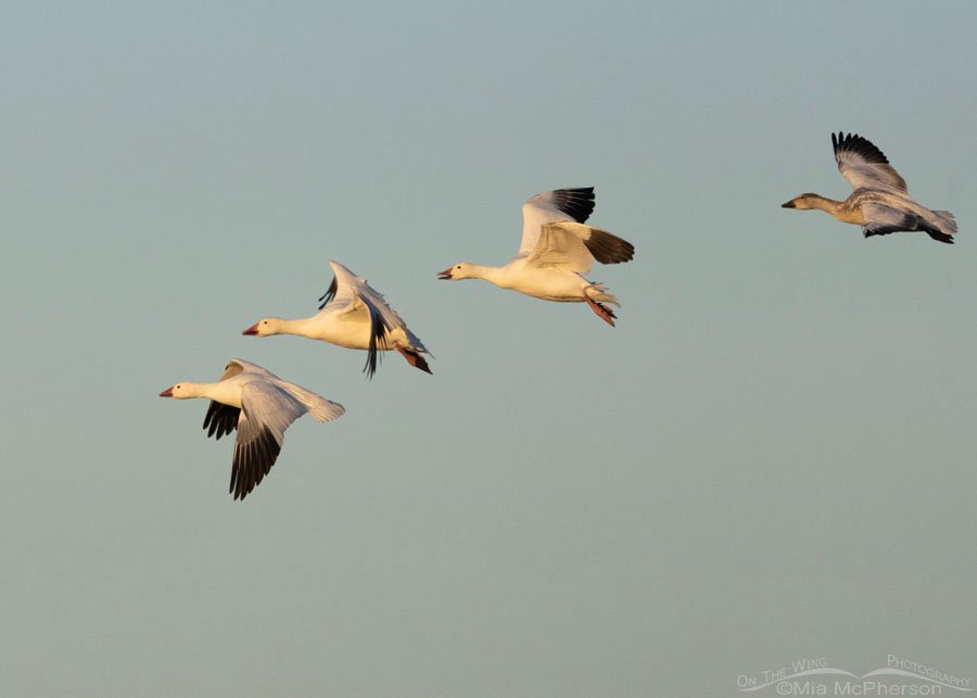 Four Snow Geese about to land at Sequoyah NWR, Oklahoma