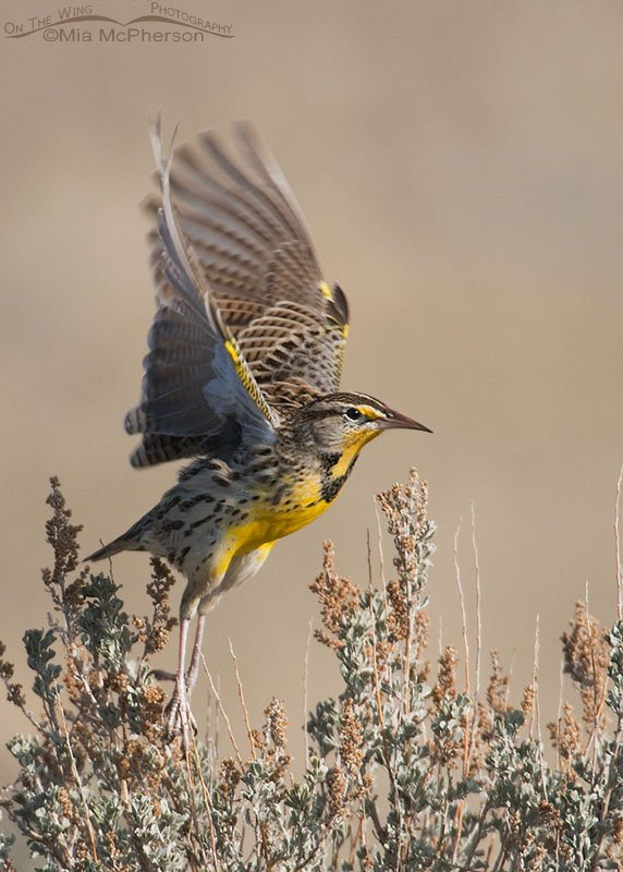 Western Meadowlark lifting off from a sagebrush, Antelope Island State Park, Davis County, Utah