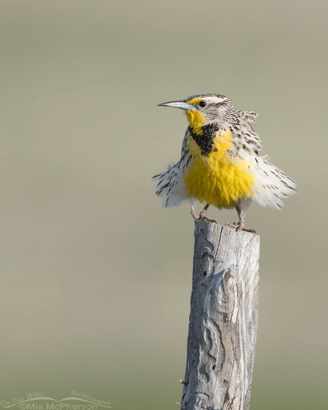 Fluffed up Western Meadowlark, Antelope Island State Park, Davis County, Utah