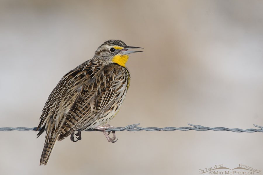 Western Meadowlark singing on a February morning, Farmington Bay WMA, Davis County, Utah
