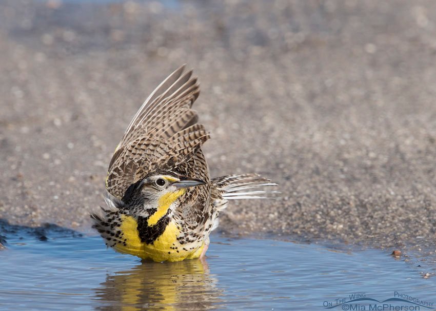 Western Meadowlark about to bathe, Antelope Island State Park, Davis County, Utah