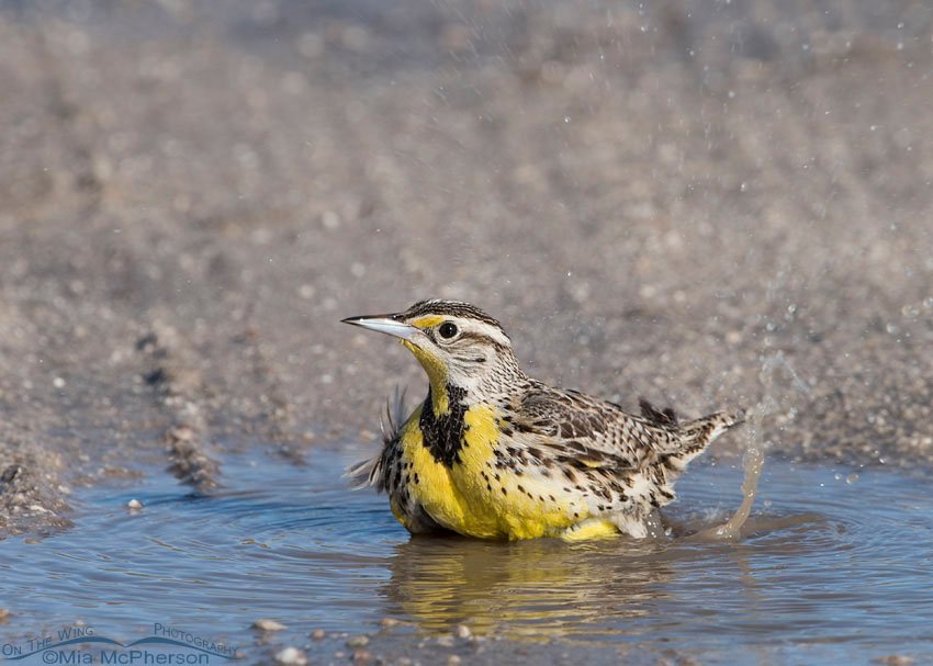 Western Meadowlark bathing, Antelope Island State Park, Davis County, Utah