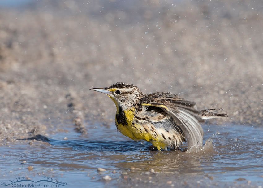 Meadowlark bathing in a puddle in the road on Antelope Island State Park, Davis County, Utah