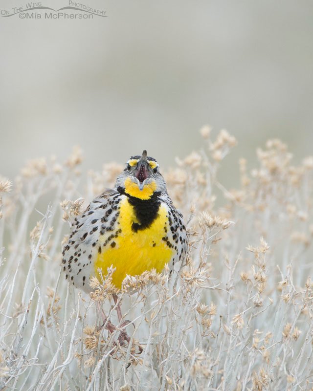 Head on Western Meadowlark, Antelope Island State Park, Davis County, Utah
