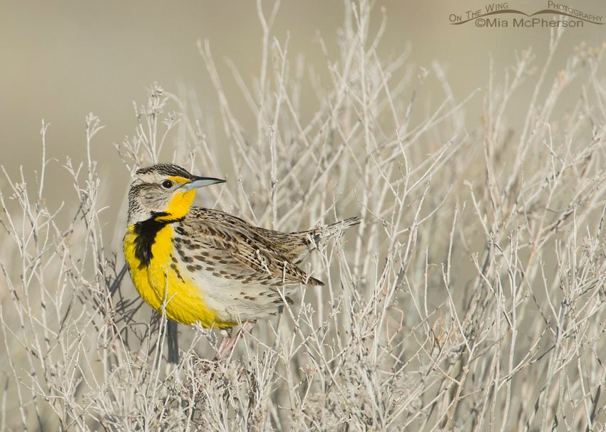 Western Meadowlark perched in weeds and looking around on Antelope Island State Park, Davis County, Utah