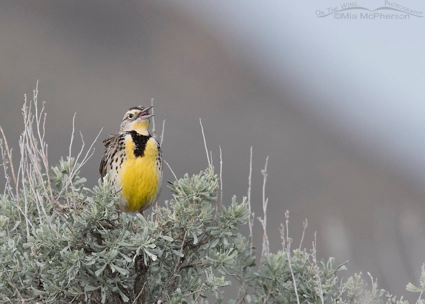Female Western Meadowlark on sagebrush, Antelope Island State Park, Davis County, Utah