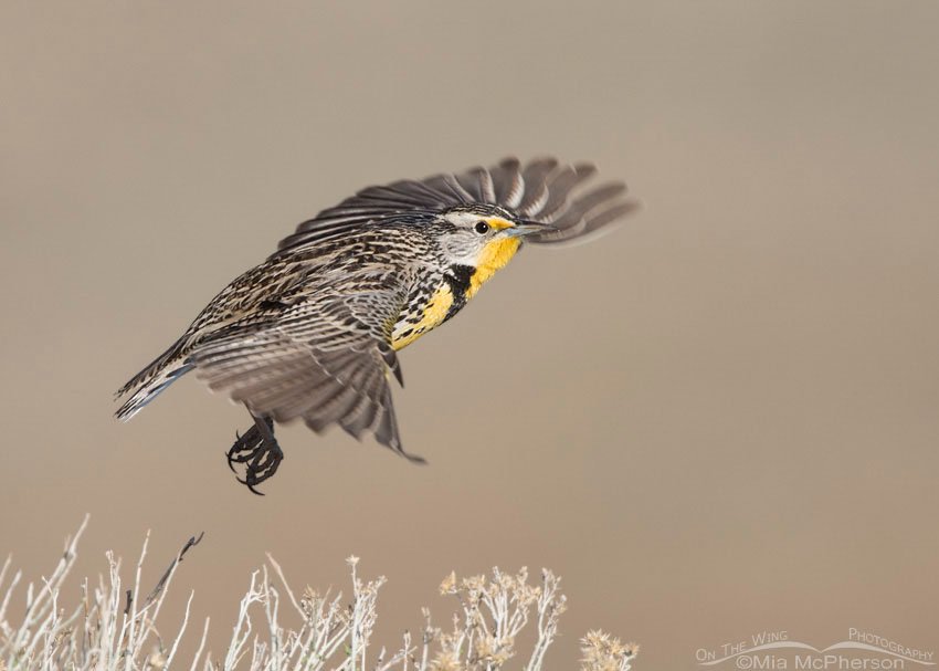 Western Meadowlark take off, Antelope Island State Park, Davis County, Utah