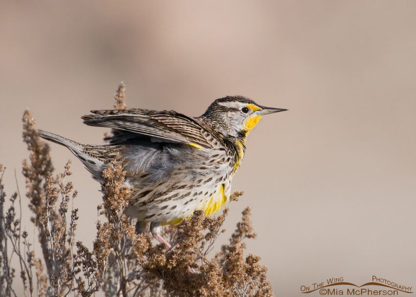 Fluffy Western Meadowlark on Antelope Island SP, Davis County, Utah