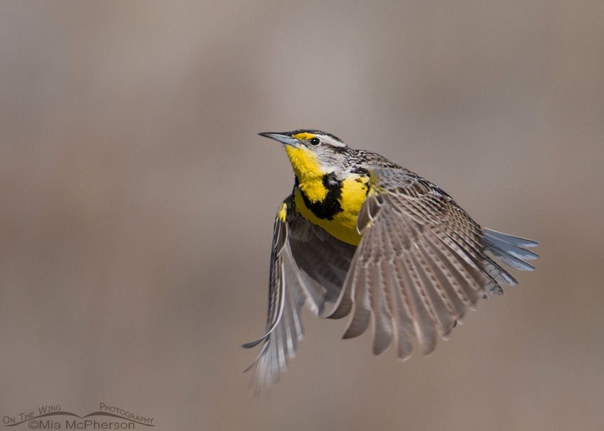 Western Meadowlark on the wing, Antelope Island State Park, Davis County, Utah