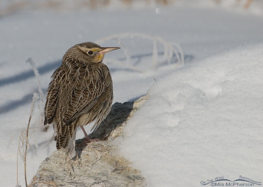 Western Meadowlark in freezing temps, Farmington Bay WMA, Davis County, Utah