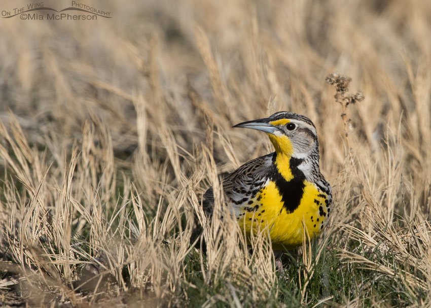 Western Meadowlark crouching in the grass, Antelope Island State Park, Davis County, Utah
