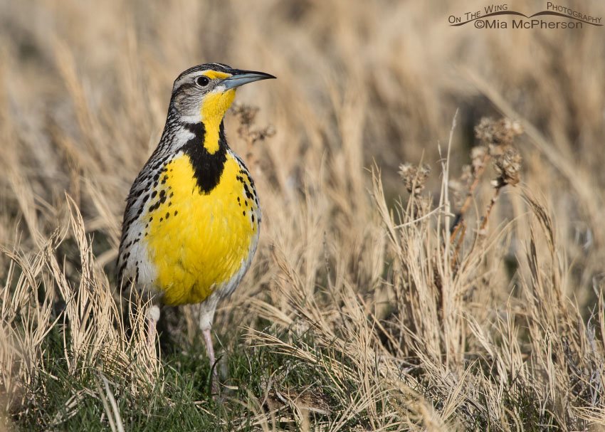 Spring time Western Meadowlark, Antelope Island State Park, Davis County, Utah