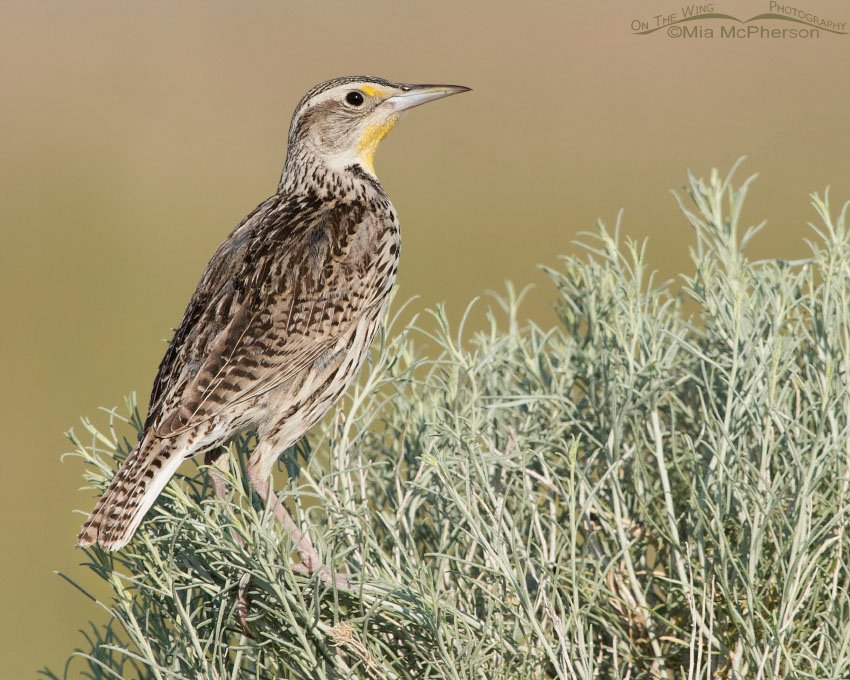 An alert young Western Meadowlark, Antelope Island State Park, Davis County, Utah