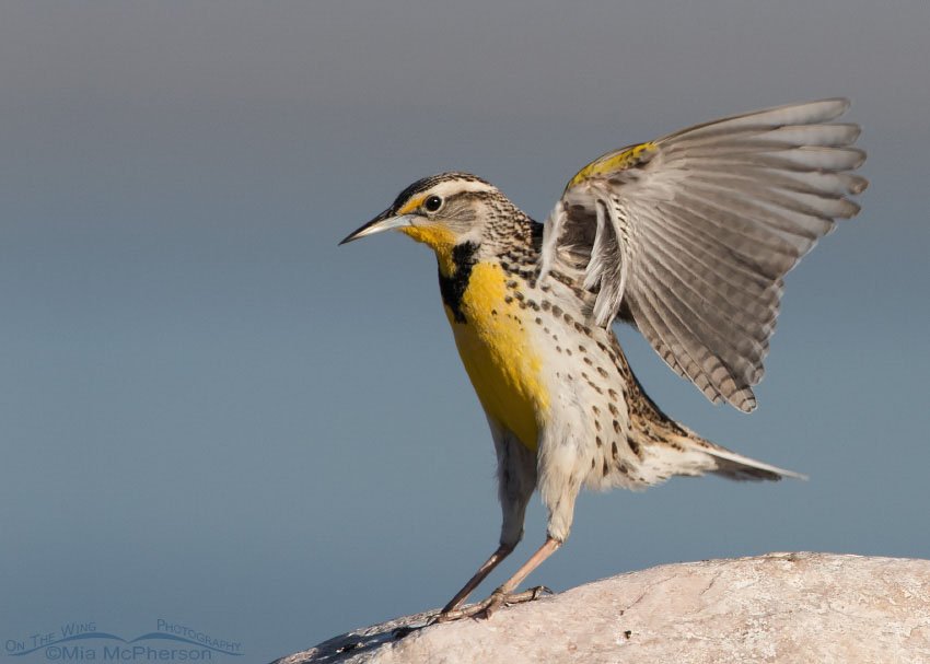 Landing Western Meadowlark, Antelope Island State Park, Davis County, Utah