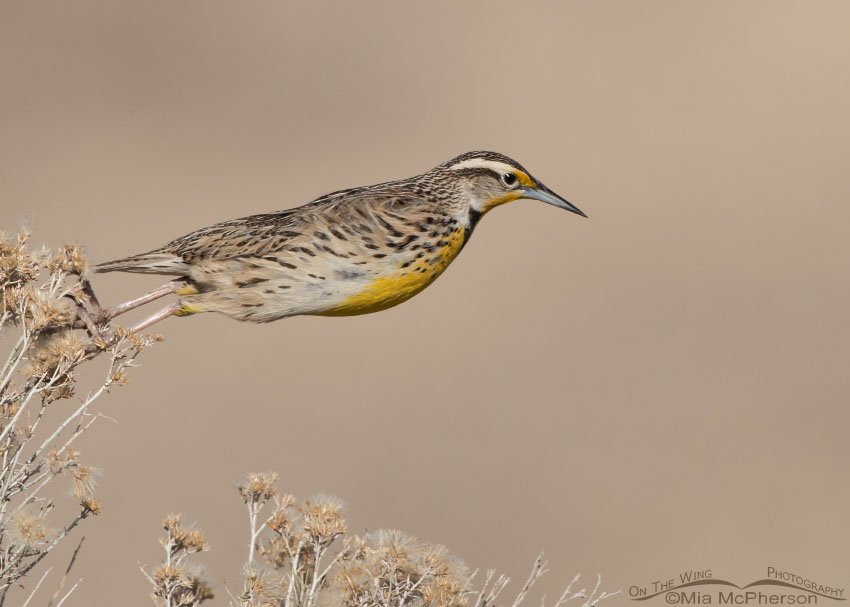 Western Meadowlark A-leaping from a rabbitbrush, Antelope Island State Park, Davis County, Utah