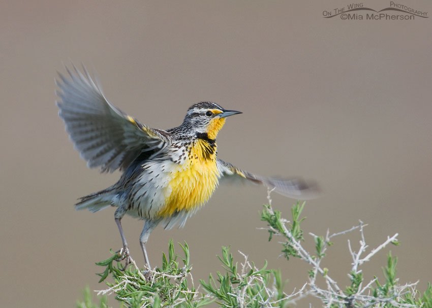 Western Meadowlark - Push and lift off, Antelope Island State Park, Davis County, Utah