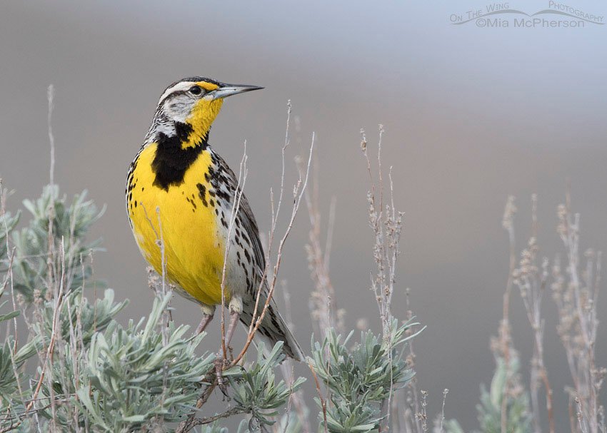 Male Western Meadowlark on a tall sagebrush, Antelope Island State Park, Davis County, Utah