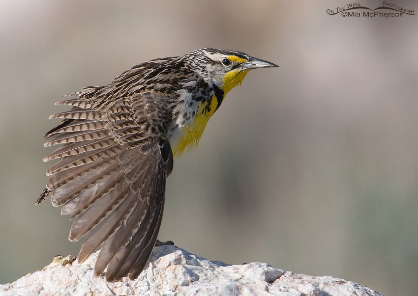 Western Meadowlark stretching, Antelope Island State Park, Davis County, Utah