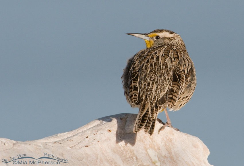 Western Meadowlark on a boulder with the Great Salt Lake in the background, Antelope Island State Park, Davis County, Utah